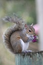 Squirrel Royalty Free Stock Photo