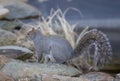 Squirrel Royalty Free Stock Photo