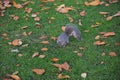 Squirrel Royalty Free Stock Photo