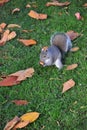 Squirrel Royalty Free Stock Photo