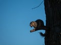 Squirrel with acorn  in mouth on tree branch stump Royalty Free Stock Photo