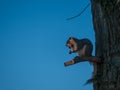 Squirrel with acorn on tree branch stum Royalty Free Stock Photo