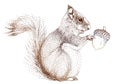 Squirrel with acorn, vector