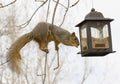Squirrel - Acrobat