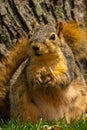 Squirrel Royalty Free Stock Photo