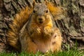 Squirrel Royalty Free Stock Photo