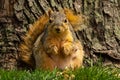 Squirrel Royalty Free Stock Photo