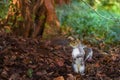 Squirrel in alert Royalty Free Stock Photo