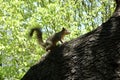 Squirrel alert in tree Royalty Free Stock Photo