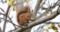 Squirrel animal eating walnut