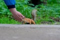 Squirrel wild nature portrait animal wildlife brown cute outdoor funny, for pretty beauty for curious from chipmunk