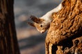 Squirrel animal rodent, small red squirrel Royalty Free Stock Photo