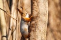 Squirrel animal rodent, small red squirrel Royalty Free Stock Photo