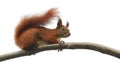 Squirrel animal on tree branch in nature.