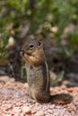 Squirrel Royalty Free Stock Photo