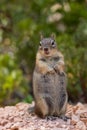 Squirrel Royalty Free Stock Photo