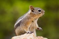 Squirrel Royalty Free Stock Photo