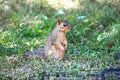 Squirrel Royalty Free Stock Photo