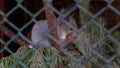 Squirrel autumn in the cage