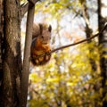 Squirrel, Autumn, dry leaves
