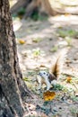 Squirrel on autumn forest