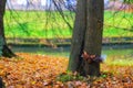 Squirrel in autumn forest, golden season Royalty Free Stock Photo