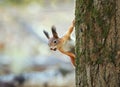 Squirrel in the autumn forest looks curi