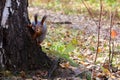 Squirrel in autumn forest peeping out from behind a tree Royalty Free Stock Photo
