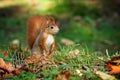 Squirrel, Autumn, nut and dry leaves