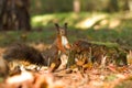 Squirrel, Autumn, nut and dry leaves