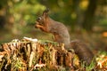 Squirrel, Autumn, nut and dry leaves