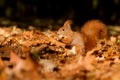 Squirrel, Autumn, nut and dry leaves