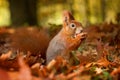 Squirrel, Autumn, nut and dry leaves