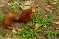 Squirrel in the autumn park.