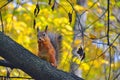 Squirrel in the autumn wood Royalty Free Stock Photo