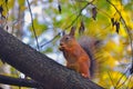 Squirrel in the autumn wood Royalty Free Stock Photo