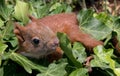 Squirrel baby Royalty Free Stock Photo