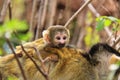 Squirrel baby monkey Royalty Free Stock Photo