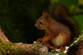 Squirrel baby, Sciurus vulgaris in closeup posing in a pine Royalty Free Stock Photo