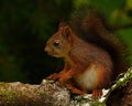 Squirrel baby, Sciurus vulgaris in closeup posing in a pine Royalty Free Stock Photo