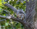 Squirrel in the back yard