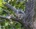 Squirrel in the back yard Royalty Free Stock Photo