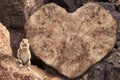 Squirrel on background of heart shaped rock Royalty Free Stock Photo