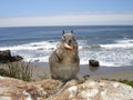 Squirrel at the beach Royalty Free Stock Photo