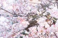 Squirrel on a beautiful cherry blossom in spring Royalty Free Stock Photo