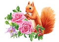 Squirrel and beautiful flowers on isolated white background, watercolor painting illustration, design poster, postcard