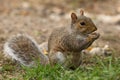 Squirrel Royalty Free Stock Photo