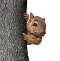 Squirrel Behind Tree Royalty Free Stock Photo