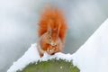 Squirrel with big orange tail. Feeding scene on the tree. Cute orange red squirrel eats a nut in winter scene with snow, Czech rep Royalty Free Stock Photo