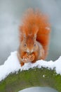 Squirrel with big orange tail. Feeding scene on the tree. Cute orange red squirrel eats a nut in winter scene with snow, Czech rep